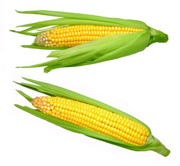 Set of corn isolated on white background
