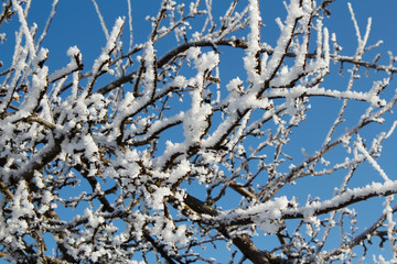 winter snow branches of tree on a blue sky