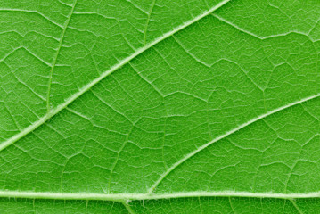 Fototapeta na wymiar Green leaf texture macro view background