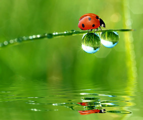 fresh morning dew and ladybird © vencav