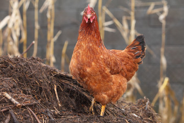 Hen