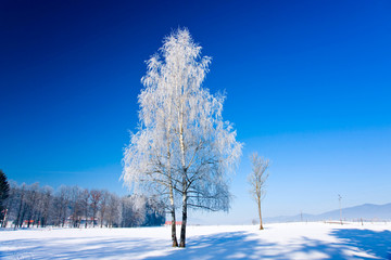 Fototapeta na wymiar Winter tree