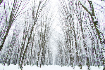 Fototapeta premium winter forest
