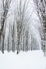 winter forest