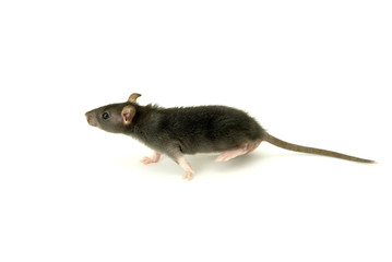 rat