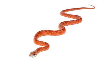 Snake slithering in front of white background, studio shot (Pant