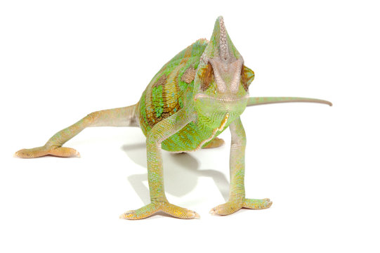 chameleon isolated on a white background, studio photo