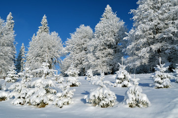 Snow tree under blue sky