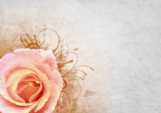 Grunge pink background with rose