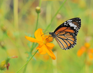 butterfly landing on cosmos flower
