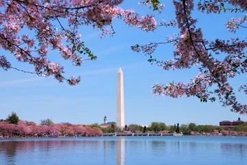Fotobehang Cherry blossom and Washington monument over lake, Washington DC. © rabbit75_fot