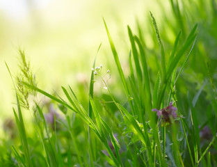 Green grass background