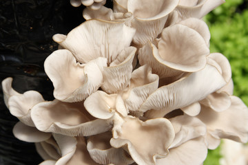 pleurotes sur sac de culture