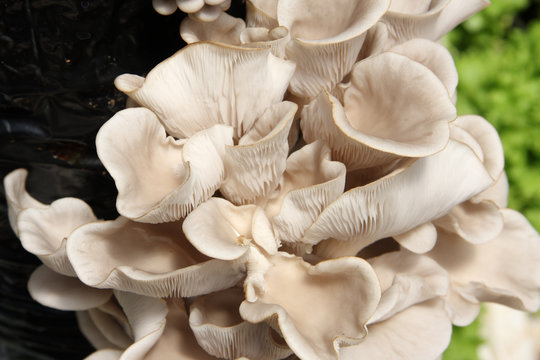 pleurotes sur sac de culture