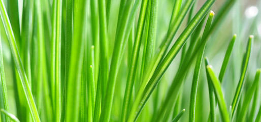 Fototapeta na wymiar Grüne Gräser auf der Wiese