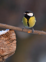 Blue Tit - Parus major
