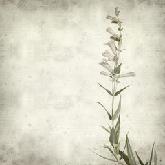 textured old paper background with pink Penstemon (Beard-tongue)