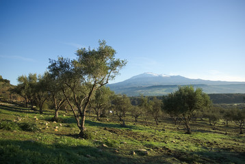 Olive Grove And Volcano Etna