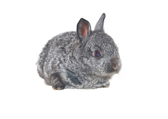small grey rabbit