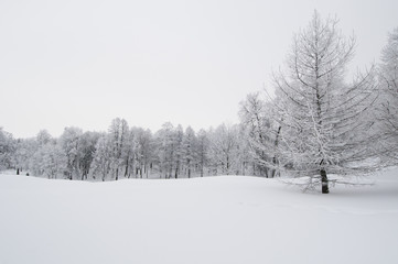 Obraz premium winter landscape