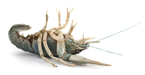 Blue crayfish lying on his back on a white background