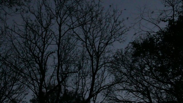 Birds flight by night