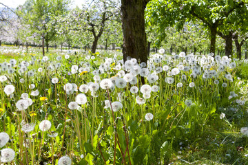 Obraz premium Frühling