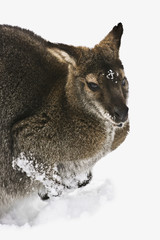 Wallaby