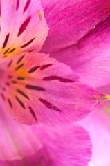 Alstroemeria/ Flower