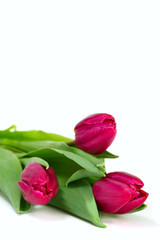 Три розовых тюльпана изолированно на белом фоне.