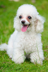 Toy poodle dog