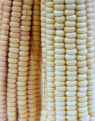 épis de maïs