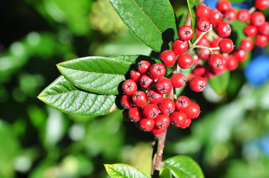 Cotoneaster salicifolius berries