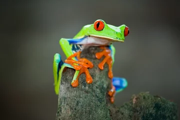 Photo sur Plexiglas Grenouille Rotaugenfrosch, Frog, Costa Rica