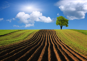 Agricultural landscape