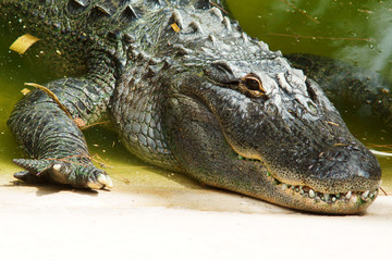 alligator head closeup