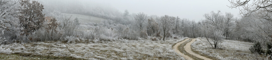 winterly forest