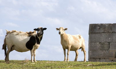 Obraz premium Two Sheep