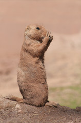 Präriehund ,schüchtern