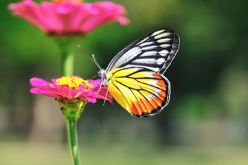 butterfly swarm pink flower