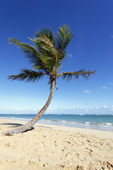 palmier de plage