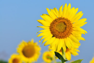 sunflower with blue sky
