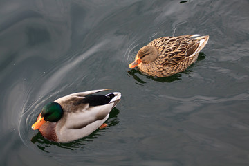 coppia di germano reale