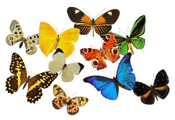 Obraz premium grupa motyli