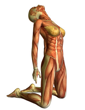 Muskelaufbau Frau auf Knien Kopf nach hinten