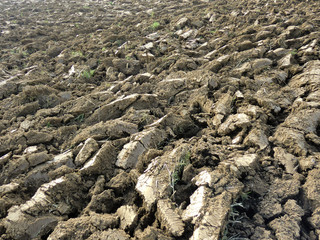 Ackerfeld, Agrikultur