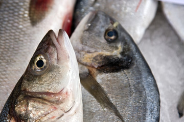 Fish at the market