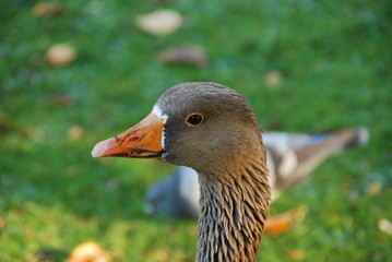 Closeup of graylag goose with orange beak on green meadow