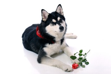 Hund Husky mit Halstuch und Rose