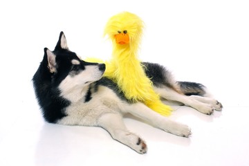 Hund Husky mit Küken